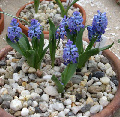 comp_Hyacinthella_acutiloba_26.03.11.jpg