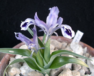 comp_Iris_kuschakewiczii__24.03.11.jpg