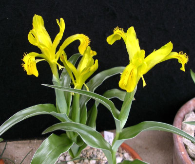 comp_Iris_tubergiana_27.03.11.jpg