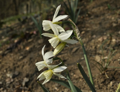 comp_Narcissus_triandrus_Thalia.jpg