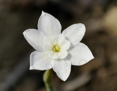 comp_Narcissus_rupicola_ssp_Watieri_.jpg