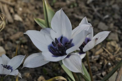 comp_Tulipa_humilis_alba_coerulea_oculata.jpg