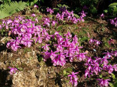 05290013_ePleione_limprichtii_min.JPG