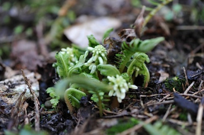Pteridophyllum_racemosum.jpg