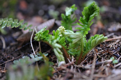 Pteridophyllum.jpg