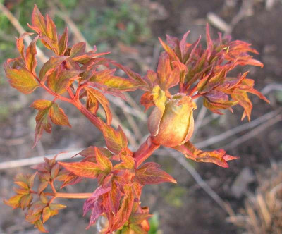 Paeonia_rockii_bud_800x600.jpg