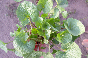SNC15738.jpg