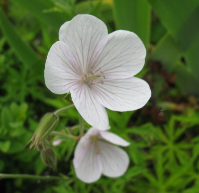 Geranium_clarkei_Kashmir_White_800x600.jpg