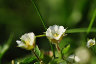 Potentilla_vielleicht.JPG