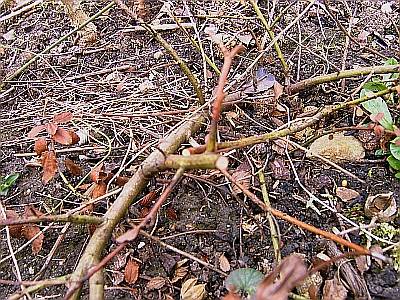 Ceanothus_der_Letzte.jpg