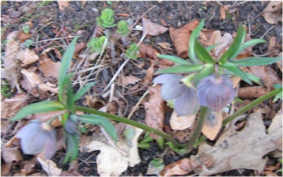H-purpurascens_1-.jpg