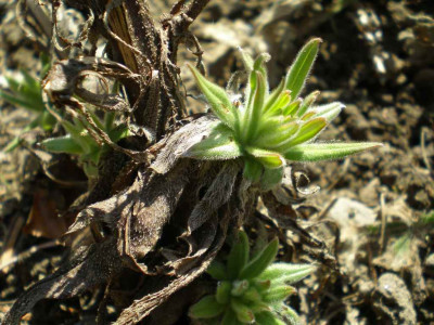 Echium_russicum_Austrieb_2011ea.jpg