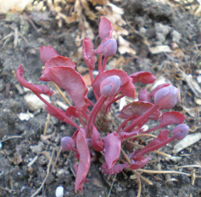 Jeffersonia_dubia_Austrieb_2011ea.jpg