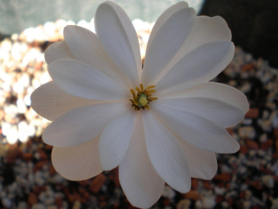 Sanguinaria_canadensis_Bluete_2011ea.jpg