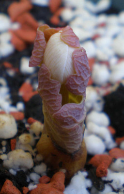 Sanguinaria_canadensis_Austrieb_2011ea.jpg