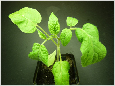 0_11weisnichts_potatoe_leaf01.jpg