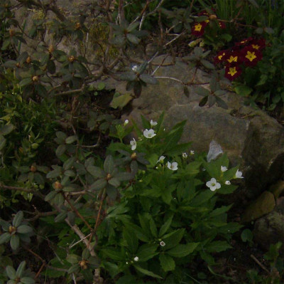 cardamine-unbekannt-300311.jpg