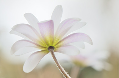 Anemone-blanda-White-Splendour-Mar3011.jpg