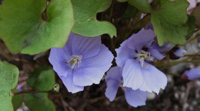 Jeffersonia_dubia_I_26.3.11._008.jpg