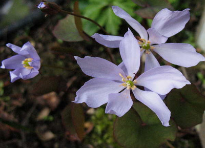 Jeffersonia_dubia_II_26.3.11._009.jpg