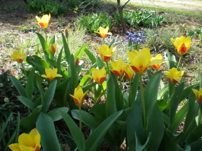 Tulipa_kaufmanniana_Strese_2011ea.jpg