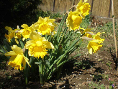 Narcissus_Rijnvelds_Early_Sensation_2011ea.jpg