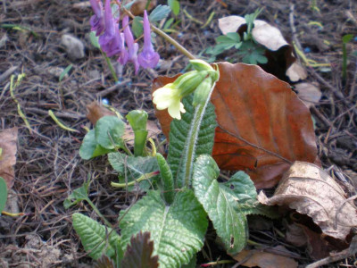 Primula_veris_2011ea.jpg