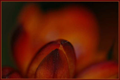 Freesien_rot_3_26-04-05.jpg