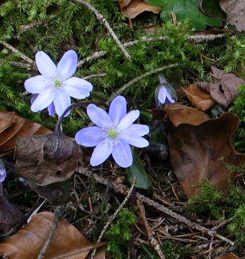 Hepatica-gestreift1.jpg