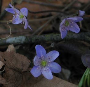hepatica-gestreift2.jpg