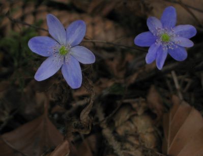 Hepatica-gestreift3.jpg
