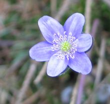 Hepatica-gestreift4.jpg