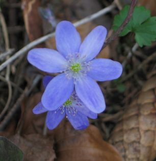 Hepatica-getuscht.jpg