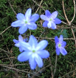 Hepatica-stern-us.jpg
