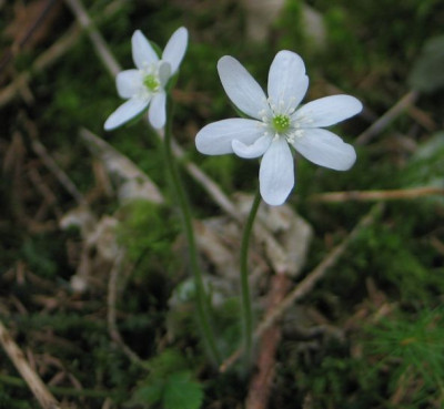 Hepatica-albino.jpg