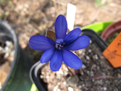 Hepatica__Samling_Supernova_110330_00.jpg