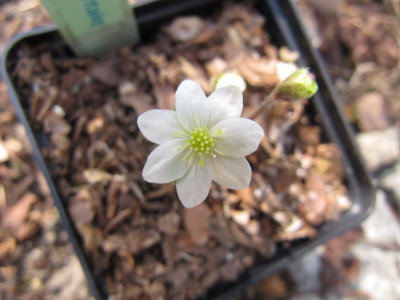 Hepatica_Eisenach_110330_007.jpg