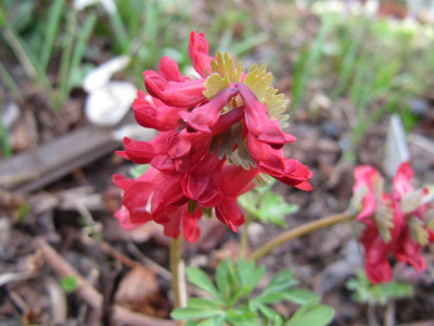 Corydalis_rot_110330.jpg