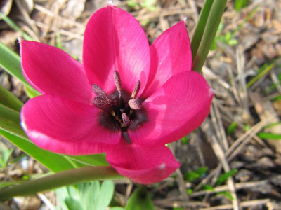 Tulpe_Persian_Pearl_110330.jpg
