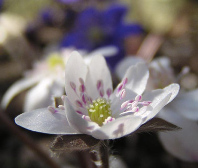 leberbl_alba.jpg