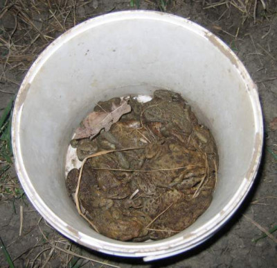 kroteneimerfang.jpg