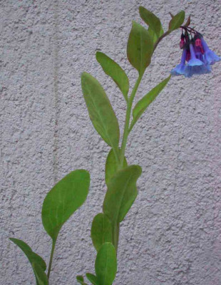 Mertensia_virginica_Habitus.jpg