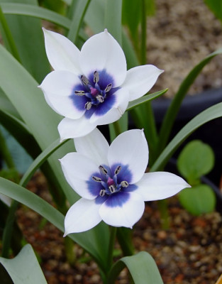 Tulipa_humilis_albocaerulea-occulata.jpg