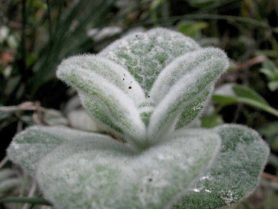 Origanum_dictamnus.jpg