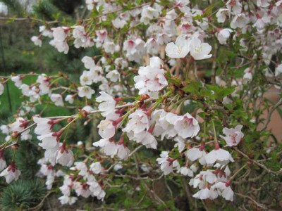Prunus_incisa1.jpg