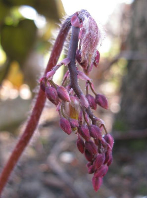 Epimedium_x_perralchicum_Frohnleiten_800x600.jpg