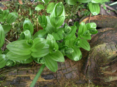 Polygonatum_humile.jpg