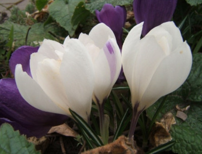 Fehlfarbe_31-3-11.JPG
