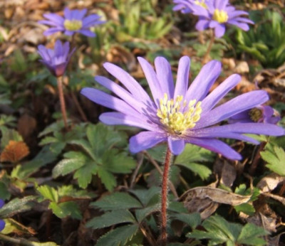 Anemone_blanda_30-3-11.JPG