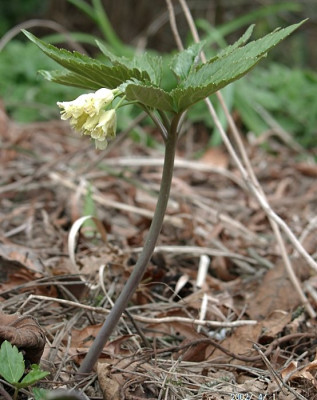 04010001_eCardamine_enneaphyllos.JPG